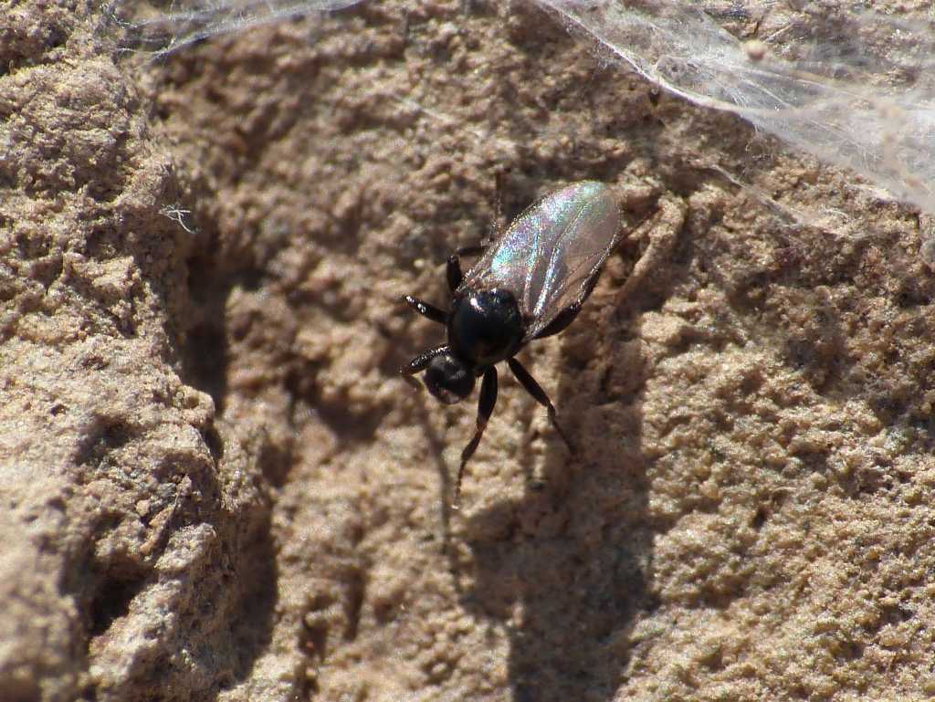 Crossopalpus sp. (Hybotidae) - Tolfa (RM)